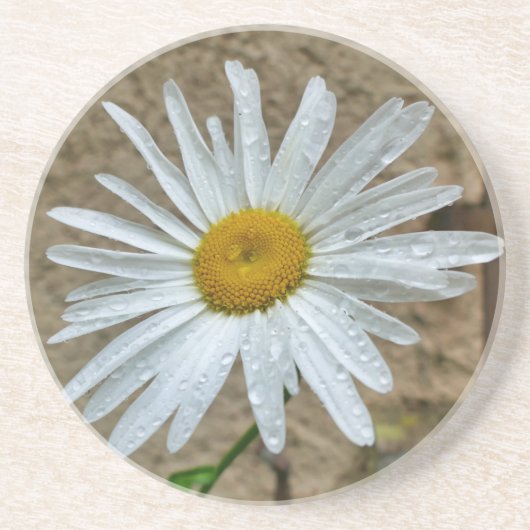 Leucanthemum Bloom Zandsteen Onderzetter (Voorkant)