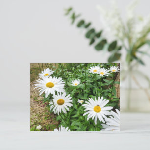 Leucanthemum Blooms Briefkaart