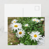 Leucanthemum Blooms Briefkaart (Voorkant / Achterkant)