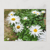 Leucanthemum Blooms Briefkaart (Voorkant)