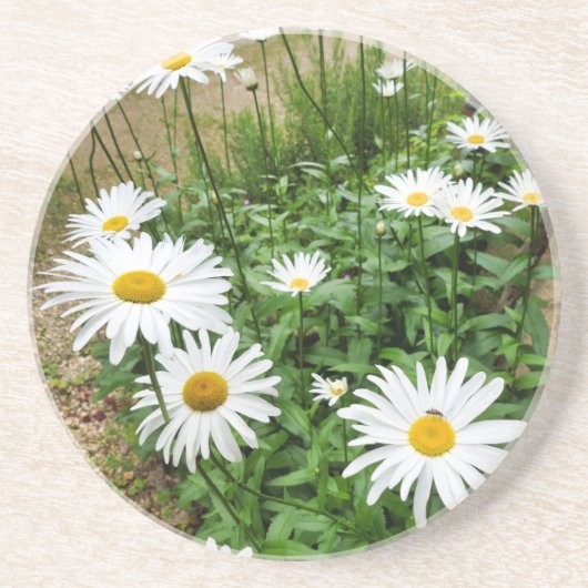 Leucanthemum Blooms Zandsteen Onderzetter (Voorkant)
