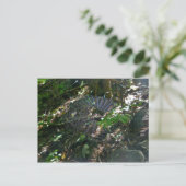 Leucauge Orb Web Briefkaart (Staand voorkant)
