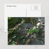 Leucauge Orb Web Briefkaart (Voorkant / Achterkant)