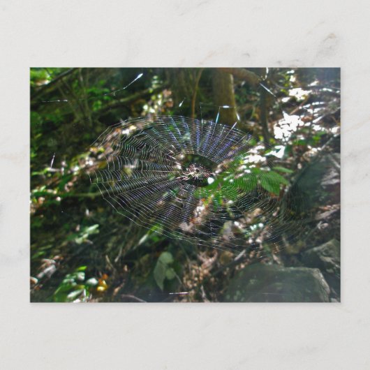 Leucauge Orb Web Briefkaart (Voorkant)