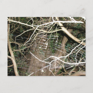 Leucauge Spider Web Briefkaart