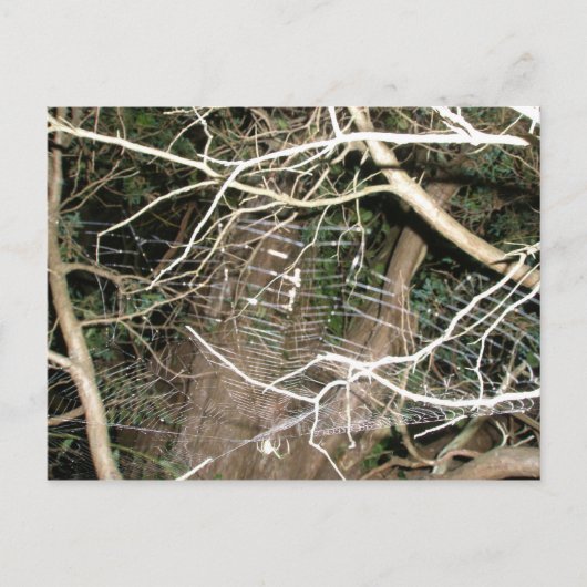 Leucauge Spider Web Briefkaart (Voorkant)