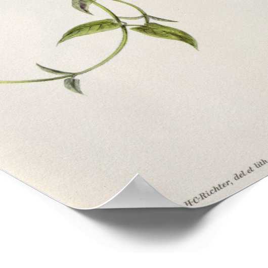 Leucippus Fallax Poster (Hoek)