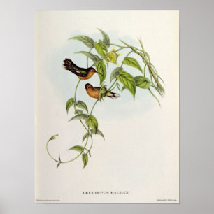 Leucippus Fallax Poster