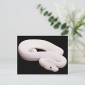Leucistic Ball Python Briefkaart (Staand voorkant)