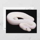 Leucistic Ball Python Briefkaart (Voorkant / Achterkant)