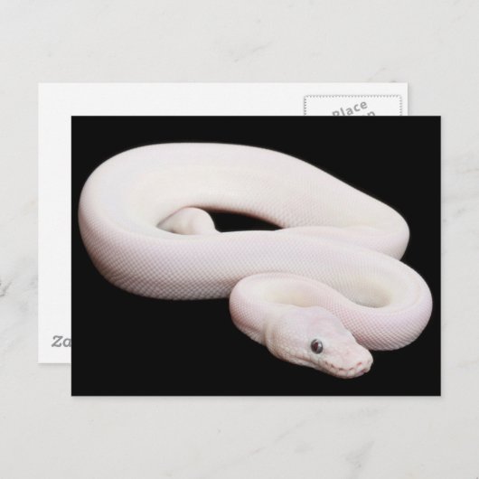 Leucistic Ball Python Briefkaart (Voorkant / Achterkant)