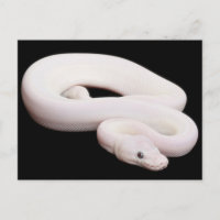 Leucistic Ball Python