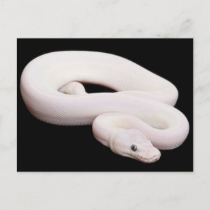 Leucistic Ball Python Briefkaart