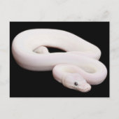 Leucistic Ball Python Briefkaart (Voorkant)