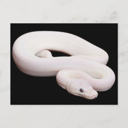 Leucistic Ball Python Briefkaart (Voorkant)