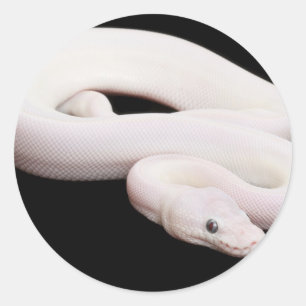 Leucistic Ball Python Ronde Sticker