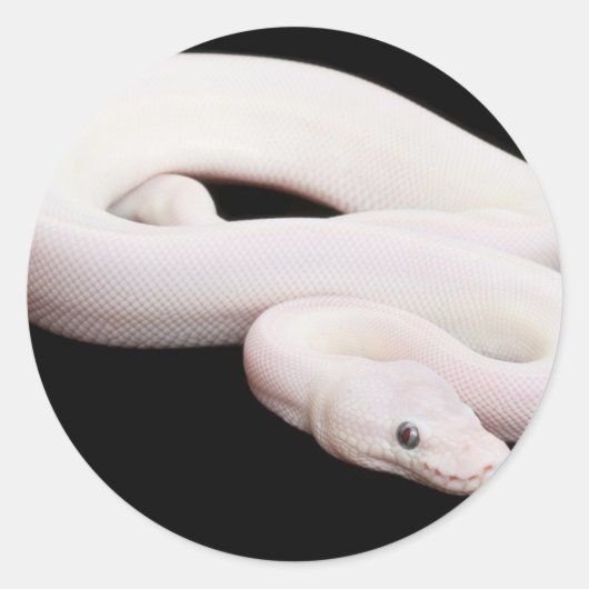 Leucistic Ball Python Ronde Sticker (Voorkant)