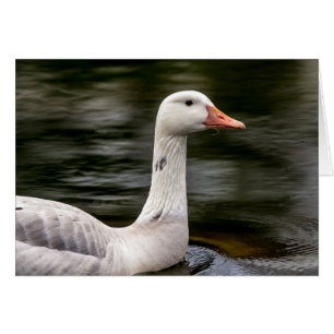 Leucistic Canadian Goose