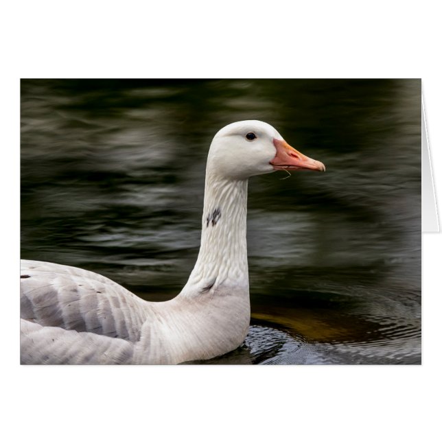 Leucistic Canadian Goose (Voorkant Horizontaal)