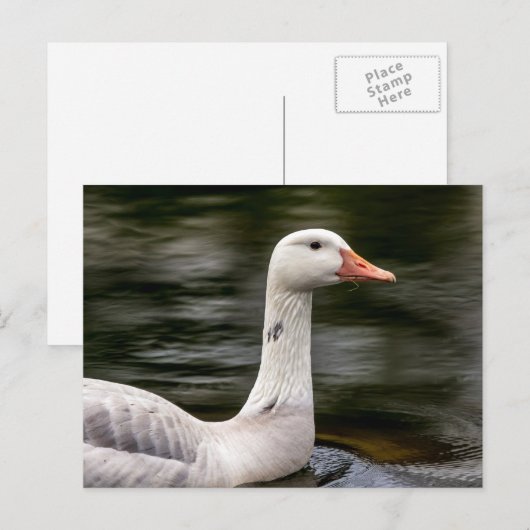 Leucistic Canadian Goose Briefkaart (Voorkant / Achterkant)