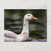 Leucistic Canadian Goose Briefkaart (Voorkant)