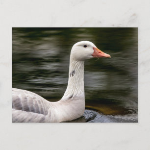 Leucistic Canadian Goose Briefkaart