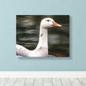 Leucistic Canadian Goose Canvas Afdruk (Insitu (Houten vloer))