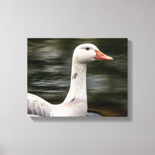 Leucistic Canadian Goose Canvas Afdruk