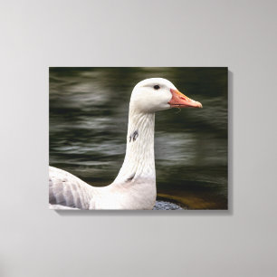 Leucistic Canadian Goose Canvas Afdruk