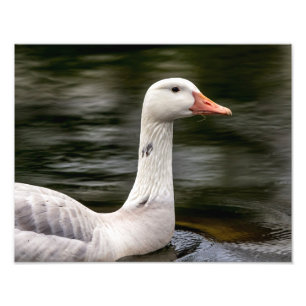 Leucistic Canadian Goose Foto Afdruk