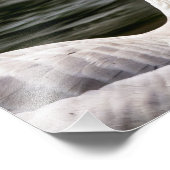 Leucistic Canadian Goose Foto Afdruk (Hoek)