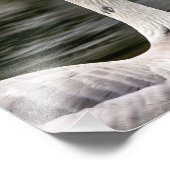 Leucistic Canadian Goose Foto Afdruk (Hoek)