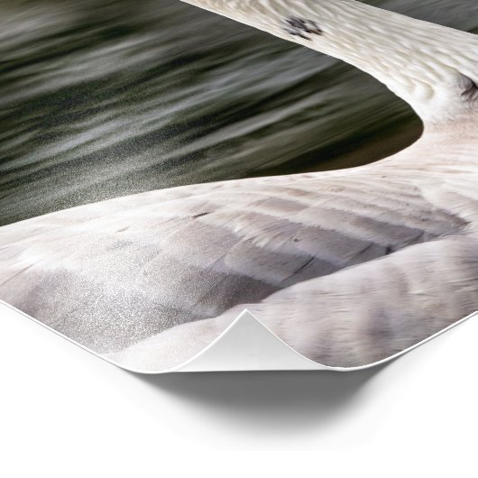 Leucistic Canadian Goose Foto Afdruk (Hoek)