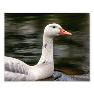 Leucistic Canadian Goose Foto Afdruk