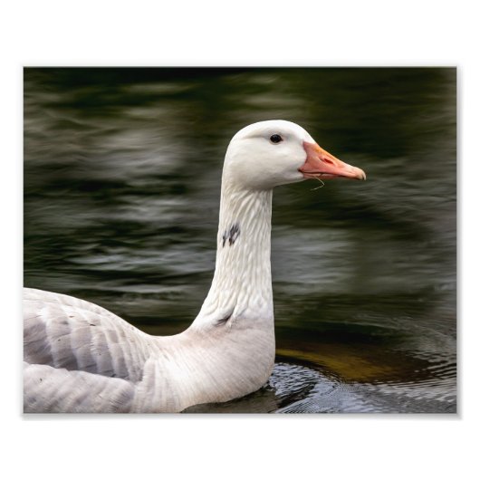 Leucistic Canadian Goose Foto Afdruk (Voorkant)