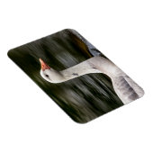 Leucistic Canadian Goose Magneet (Rechterzijde)