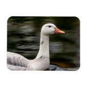 Leucistic Canadian Goose Magneet (Horizontaal)