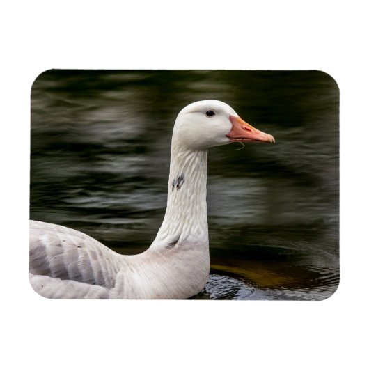Leucistic Canadian Goose Magneet (Horizontaal)