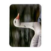 Leucistic Canadian Goose Magneet (Verticaal)