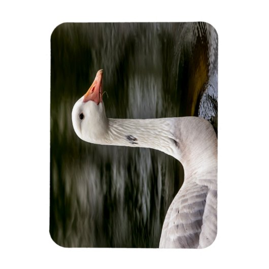 Leucistic Canadian Goose Magneet (Verticaal)