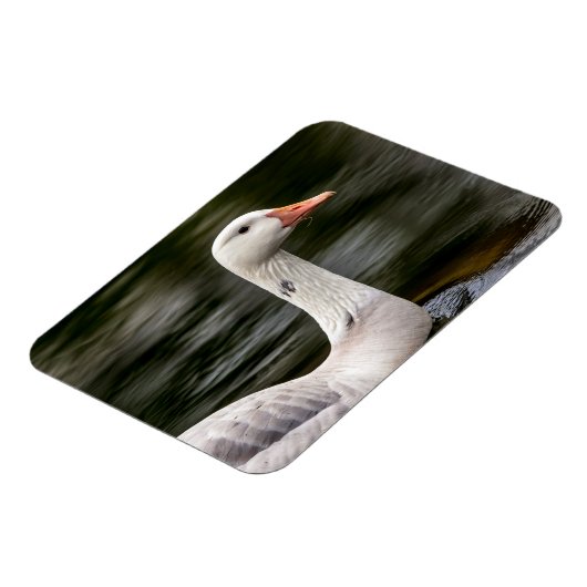 Leucistic Canadian Goose Magneet (Linkerzijde)