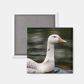 Leucistic Canadian Goose Magneet (Voorkant / Achterkant)