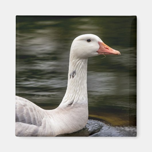 Leucistic Canadian Goose Magneet (Voorkant)