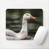 Leucistic Canadian Goose Muismat (Met muis)