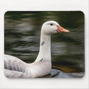 Leucistic Canadian Goose Muismat