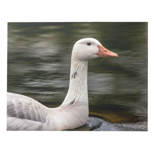 Leucistic Canadian Goose Notitieblok (Voorkant)