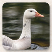 Leucistic Canadian Goose Onderzetter (Voorkant)