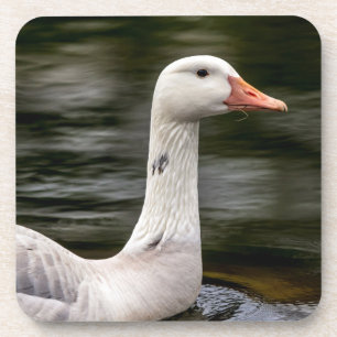 Leucistic Canadian Goose Onderzetter