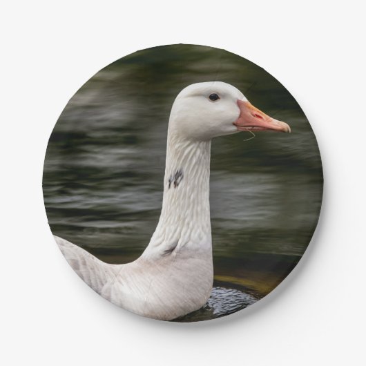 Leucistic Canadian Goose Papieren Bordje (Voorkant)