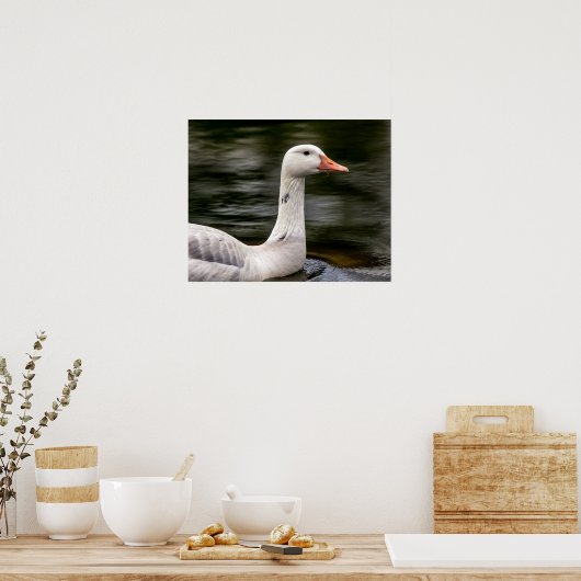 Leucistic Canadian Goose Poster (Keuken)